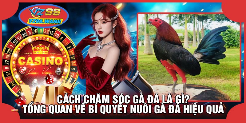 Cách Chăm Sóc Gà Đá Là Gì? Tổng Quan Về Bí Quyết Nuôi Gà Đá Hiệu Quả