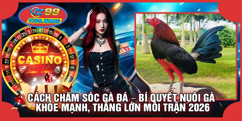 Cách Chăm Sóc Gà Đá – Bí Quyết Nuôi Gà Khỏe Mạnh, Thắng Lớn Mỗi Trận 2026