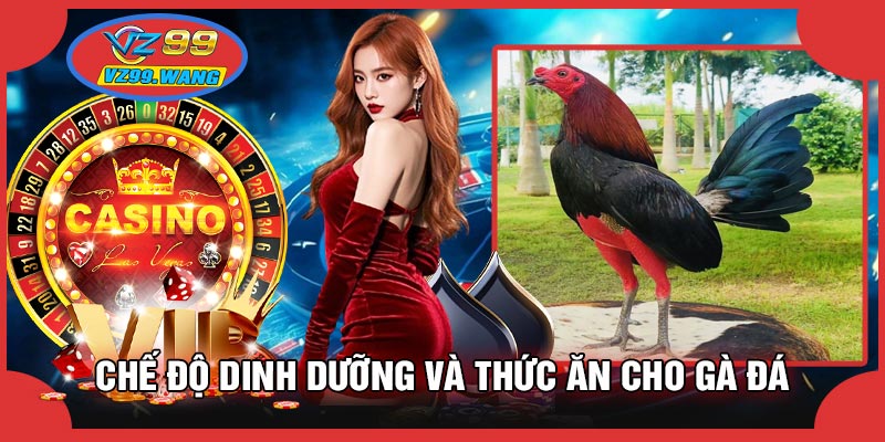 Chế Độ Dinh Dưỡng Và Thức Ăn Cho Gà Đá