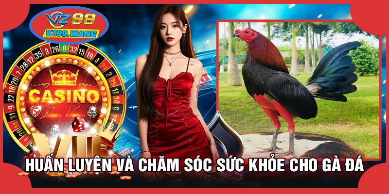 Huấn Luyện Và Chăm Sóc Sức Khỏe Cho Gà Đá